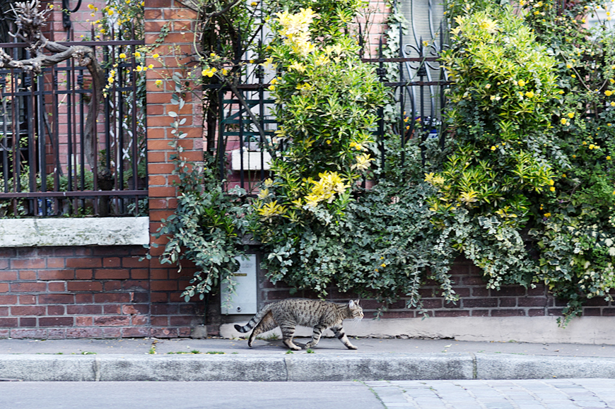 Calla x Comptoir des Cotonniers shooting Pauline Darley fashion blogger french Helloitsvalentine Paris cat