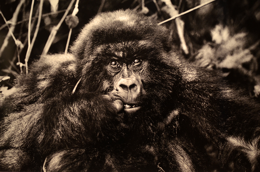 Sebastião Salgado GENESIS expo photos photographies Paris Hello it's Valentine Helloitsvalentine