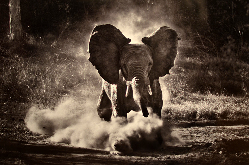 Sebastião Salgado GENESIS expo photos photographies Paris Hello it's Valentine Helloitsvalentine