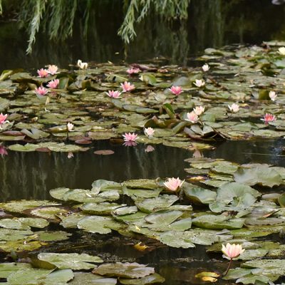 Chez Monet, à Giverny