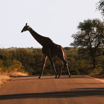 L’Afrique du Sud, safari au Kruger Park